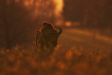 grudniowy zachód