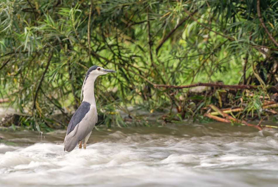 amigamedia - Płynie Wisła płynie,ślepowron z spokoju słynie..  Ślepowron (Nycticorax nycticorax) Przyroda naszego regionu - Skoczów. Sony ILCE-9+Sony SEL200600G FE 200-600mm f/5.6-6.3 G OSS. Przysłona: f/10,0; Czas ekspozycji: 1/8 s; ISO: 100; Ogniskowa: 600 m