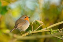 Rudzik, European Robin ...