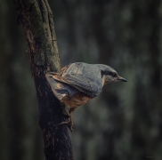 Kowalik (Sitta europaea)