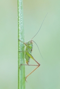 Koń
