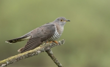 Kukuła