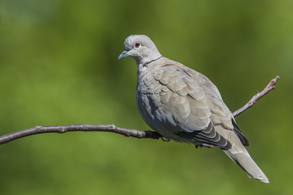 aratta - Synogarlica turecka (Streptopelia decaocto).. . Zdjęcie 334238