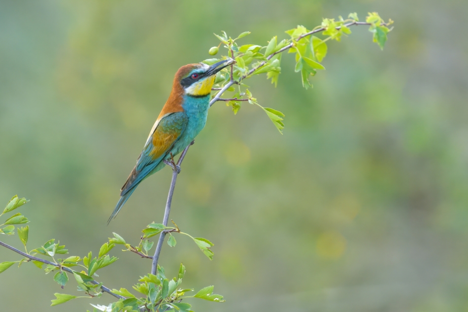 amigamedia - Czerwonooki łowca. Żołna (Merops apiaster) Przyroda naszego regionu. Sony ILCE-1+Sony SEL200600G FE 200-600mm f/5.6-6.3 G OSS. Przysłona: f/6,3; Czas ekspozycji: 1/2000 s; ISO: 4000; Ogniskowa: 600 mm.. Zdjęcie 332567