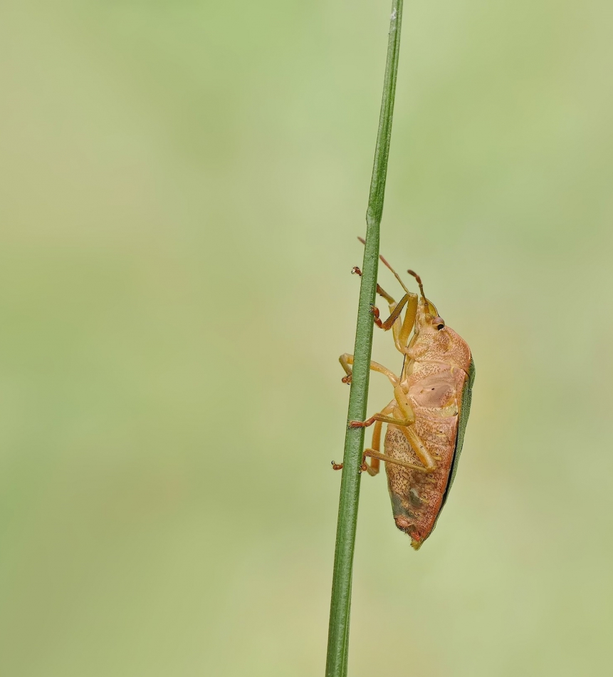 keni - Odorek zieleniak (Palomena prasina). . Zdjęcie 314834