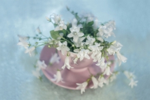 Campanula 