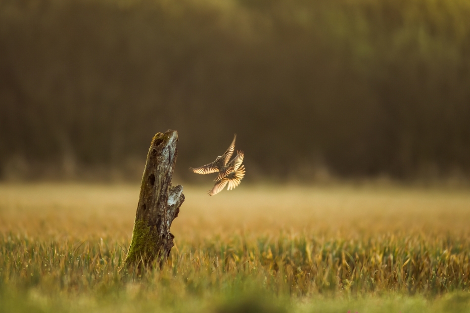 amigamedia - Miłość,ma skrzydała. Potrzeszcz (Emberiza calandra) Przyroda naszego regionu - Gorzyce. Sony SLT-A99V+Minolta 300 2.8 AF - Przysłona: f/2,8; Czas ekspozycji: 1/400 s; ISO: 1000; Ogniskowa: 300 mm.. Zdjęcie 329356