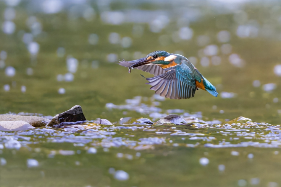 Latająca ryba.  Zimorodek - Alcedo atthis Przyroda naszego regionu-Skoczów. Sony ILCE-1+Sony SEL200600G FE 200-600mm f/5.6-6.3 G OSS Przysłona: F/5,6-Czas ekspozycji-1/2500 s-ISO-10000-Ogniskowa-300 mm.. Zdjęcie 334609