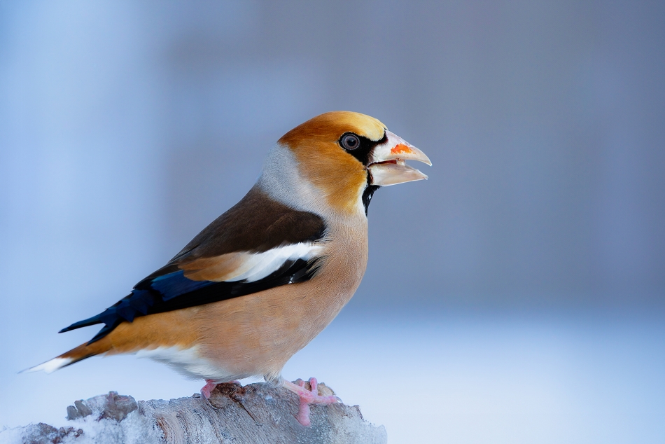 roman53 - Grubodziób. . Zdjęcie 336842