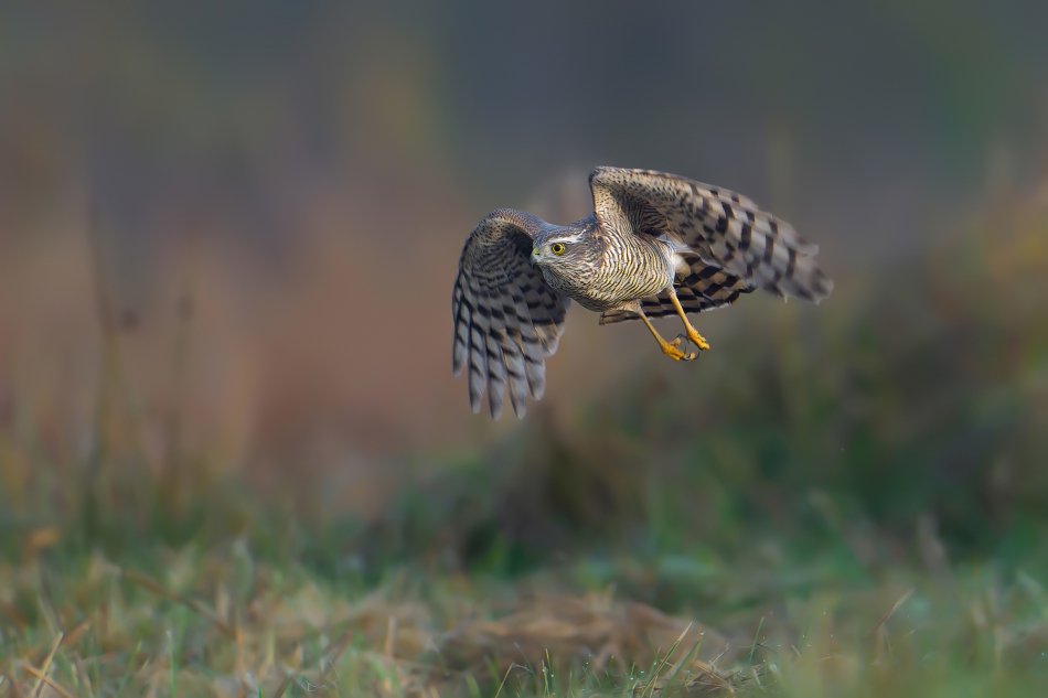 fotodam - Za zdobyczą. Krogulec (Accipiter nisus) Eurasian Sparrowhawk. Zdjęcie 327423