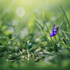 Fiołkowe przebudzenie 