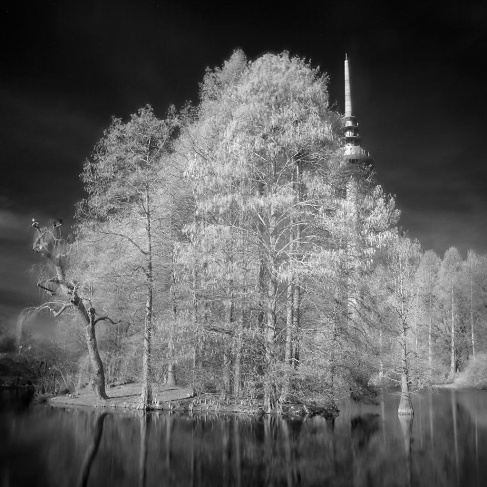 cypisek - . . Zdjęcie 324336