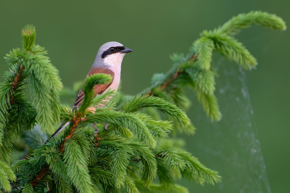 fotodam - Na świerku. Gąsiorek (Lanius collurio). Zdjęcie 324655
