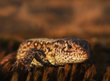 Skradacz