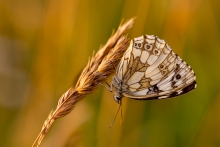 Polowiec Szachownica