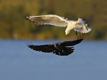 Odwieczna walka dobra z...