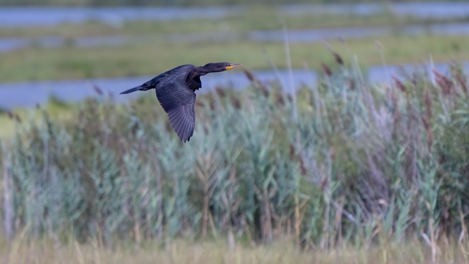 fotosc - . kormoran. Zdjęcie 313581