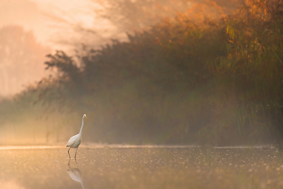 poranna przechadzka. . Zdjęcie 336821