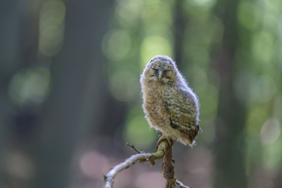 amigamedia - Nowe pokolenie łowców. Puszczyk (Strix aluco) Przyroda naszego regionu - Bełsznica Wieś Sony ILCE-1+Sony SEL200600G FE 200-600mm f/5.6-6.3 G OSS Przysłona: f/6,3; Czas ekspozycji: 1/160 s; ISO: 2500; Ogniskowa: 600 mm.. Zdjęcie 324376