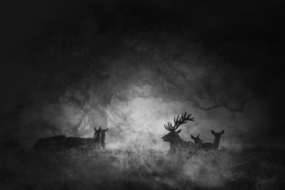 robin74r - The Dark Side of the Woods . . Zdjęcie 282982