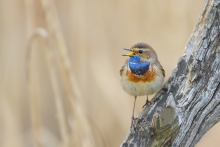 Podróżniczek, Bluethroa...