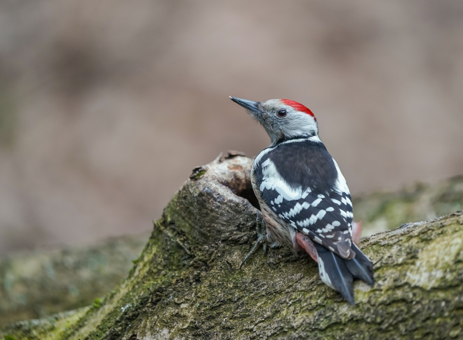 amigamedia - Średnioczek.  Dzięcioł średni (Dendrocopos medius) Przyroda naszego regionu - Czyżowice. Sony ILCE-9+Sony SEL200600G FE 200-600mm f/5.6-6.3 G OSS. Przysłona: f/6,3; Czas ekspozycji: 1/160 s; ISO: 1250; Ogniskowa: 600 mm.. Zdjęcie 312266