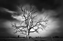 The story-telling tree