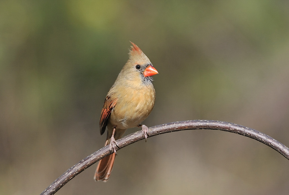 Cardinalkowa. . Zdjęcie 10260