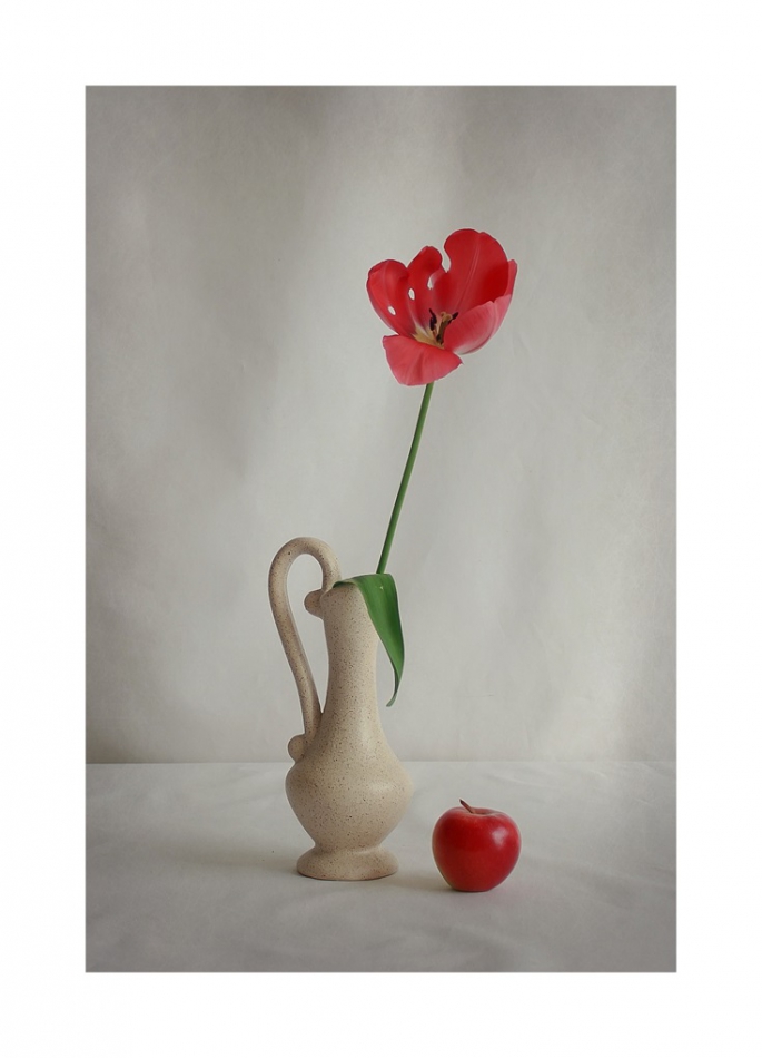 nowikowa - tulipanek. . Zdjęcie 242658
