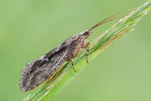 Phryganea bipunctata