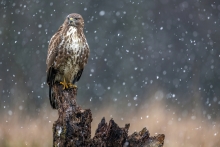 Jesienna zima (Buteo bu...