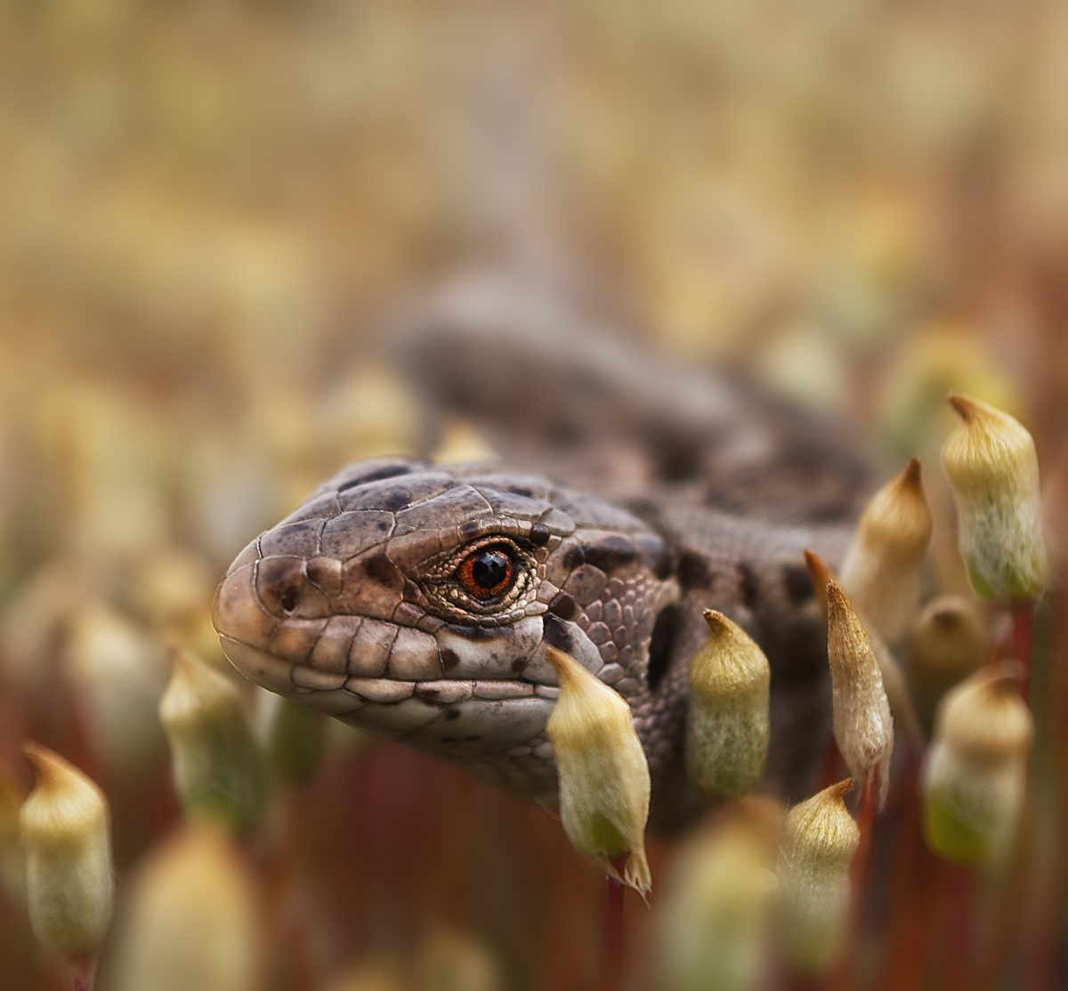 Pościelowy portret dziewczyny