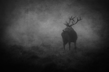 	 The Grey King...