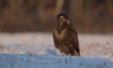 Myszołów (Buteo buteo)