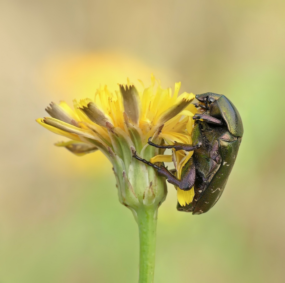 keni - Kruszczyca złotawka (Cetonia aurata). . Zdjęcie 317026