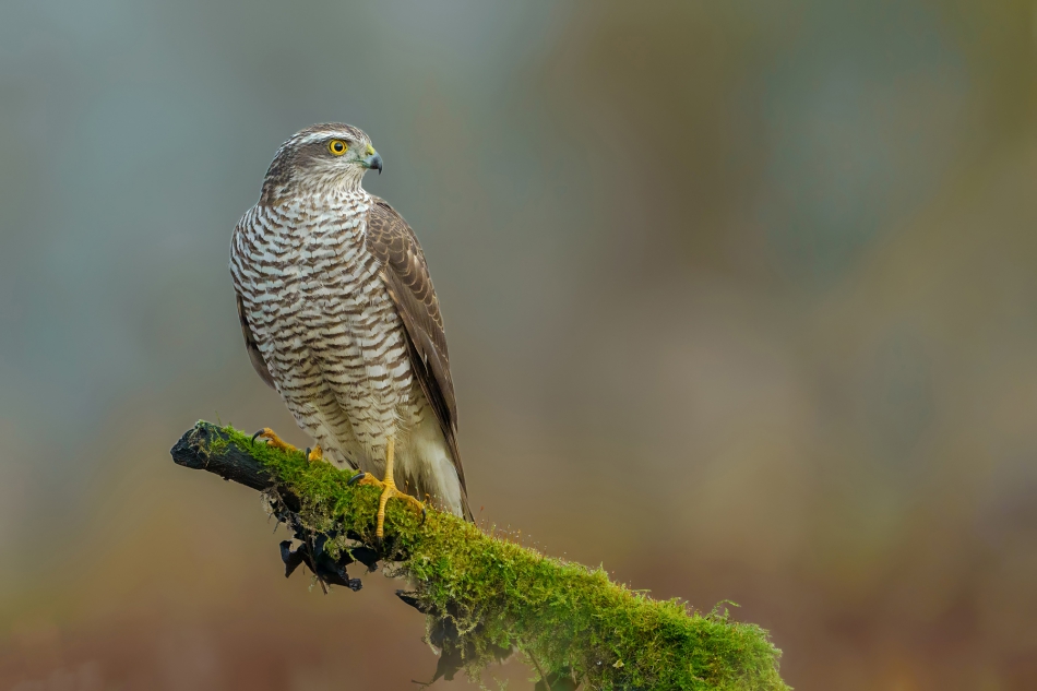 fotodam - Postrach drobnicy. Krogulec. Zdjęcie 308015
