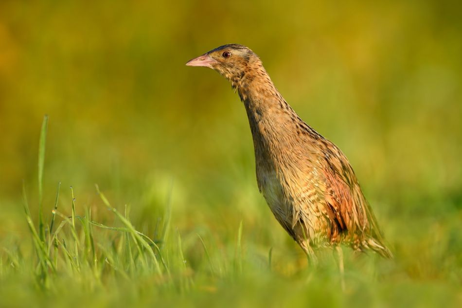 raftik - Derkacz, Corn Crake (Crex crex) ... . . Zdjęcie 290513
