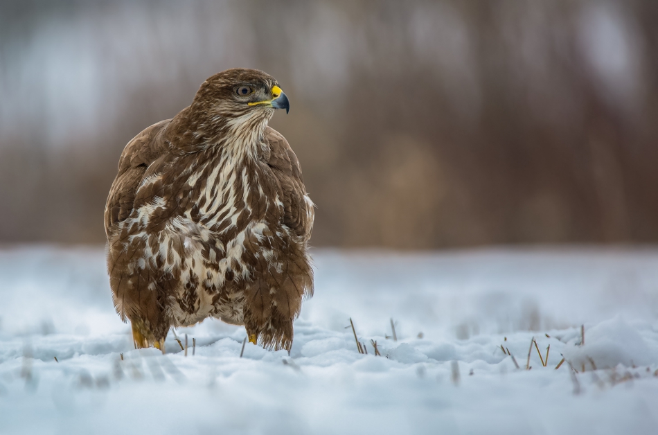 marcinmm - Myszołów zwyczajny ( Buteo buteo ). . Zdjęcie 315324