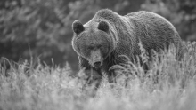 Ursa Major