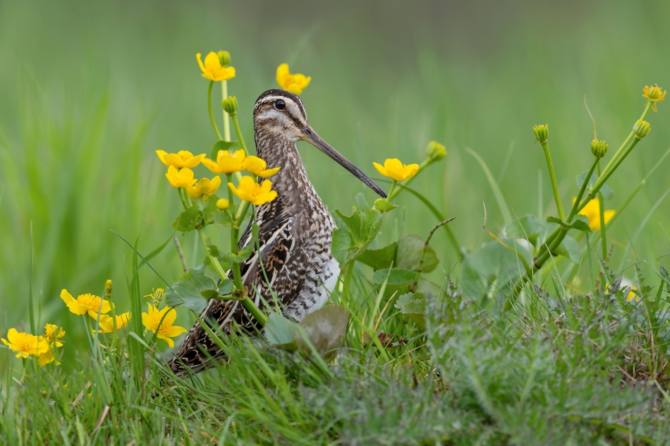 fotodam - W kaczeńcach. Kszyk (Gallinago gallinago). Zdjęcie 323860
