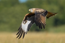 Kania Ruda, Red Kite (M...