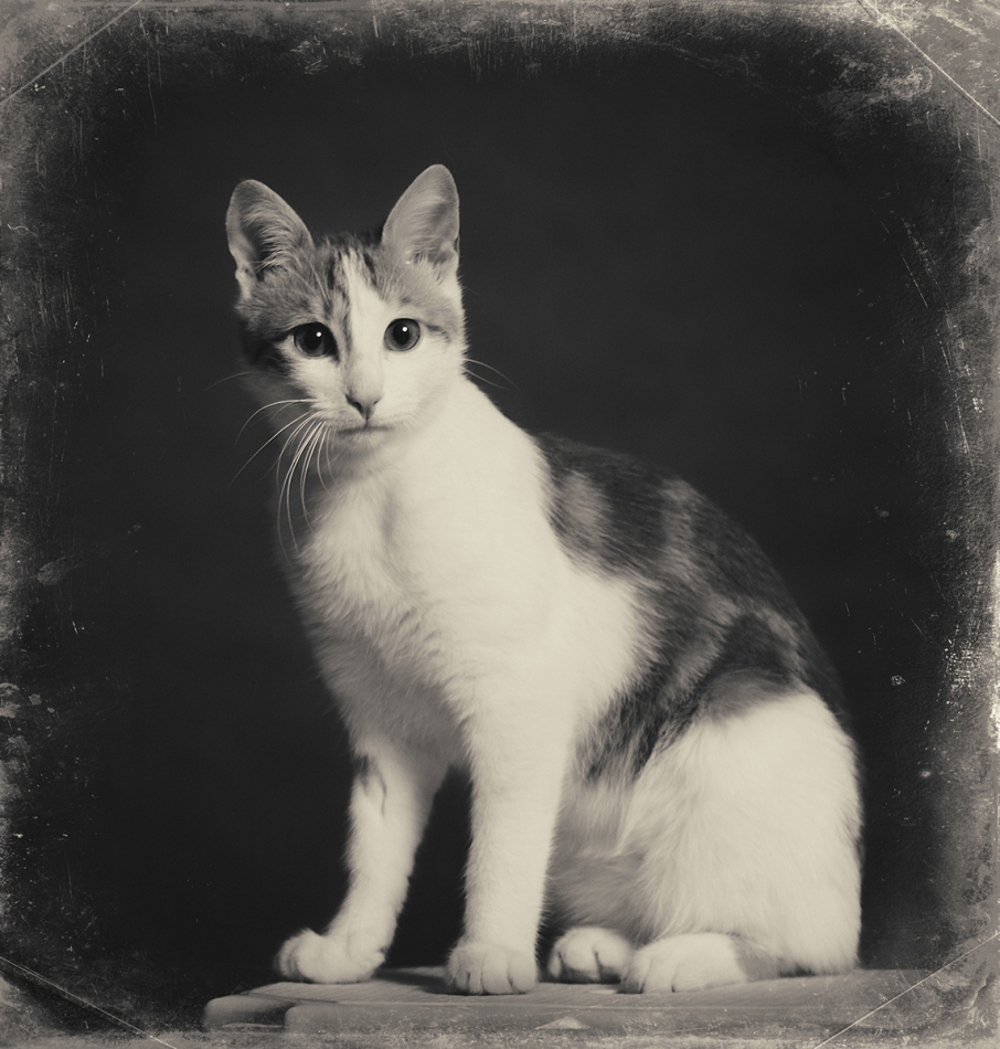 michal_w - Portret Pana Kota. Jest PE.. Zdjęcie 159251