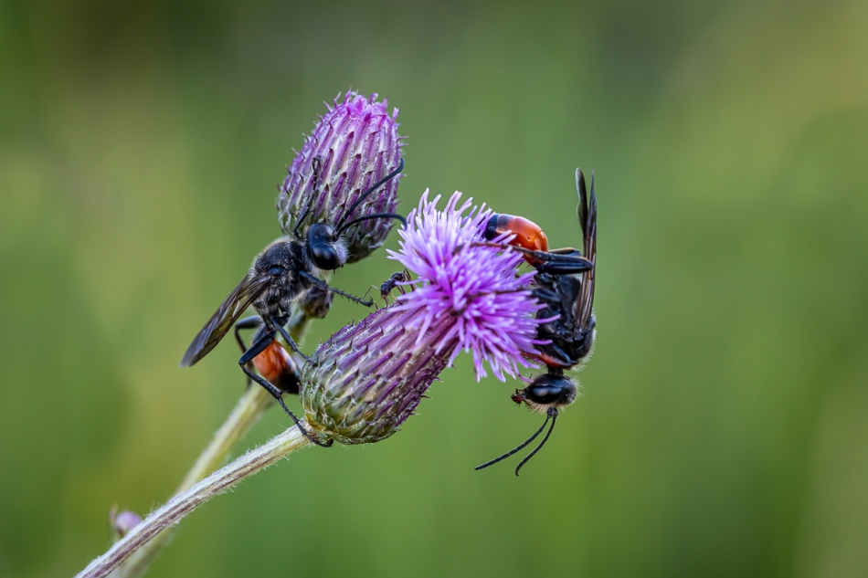 marek_c - Szczerklina piaskowa. . Zdjęcie 273552
