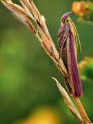 Oncocera semirubella