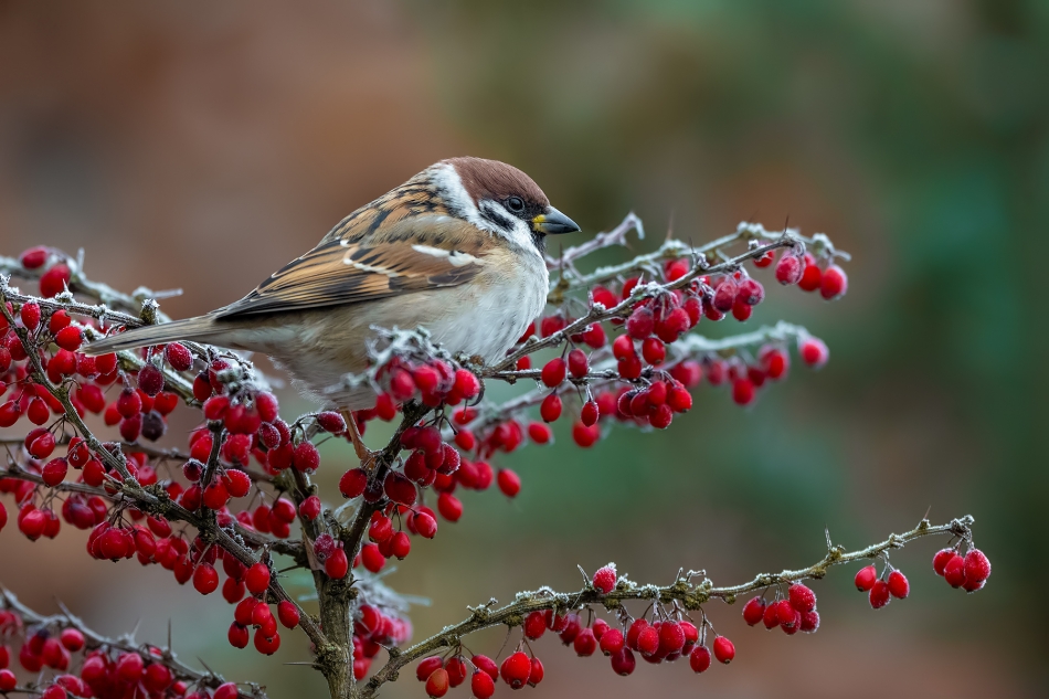 fotodam - W koralach. Mazurek (Passer montanus). Zdjęcie 330415