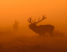 Misty mood