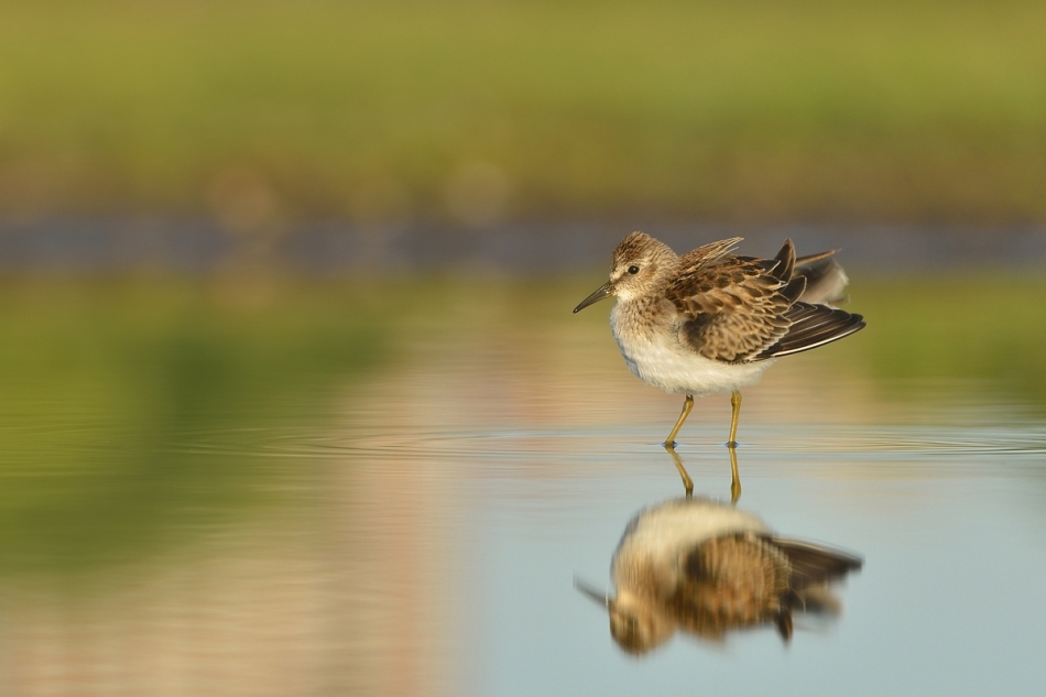 mundi - Biegus karłowaty (Calidris minutilla). Zapraszam na PE, Pozdrawiam. Zdjęcie 126104