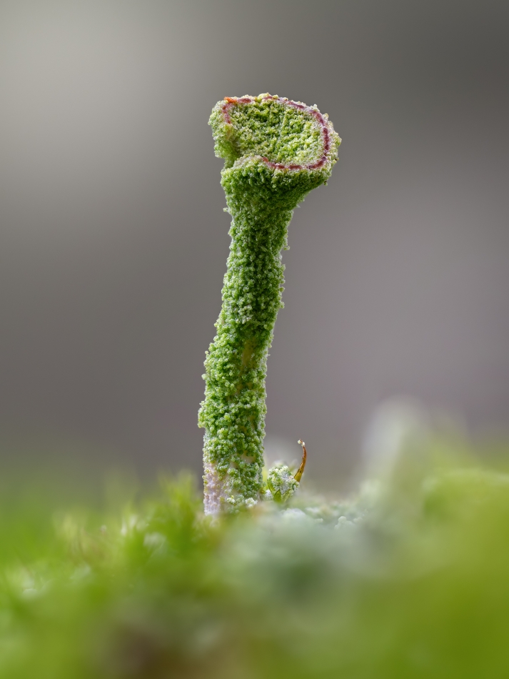 irass - Chrobotek strzępiasty (Cladonia fimbriata).. . Zdjęcie 335809