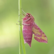 Elegancik