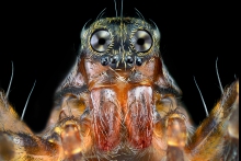 Extreme Macro
